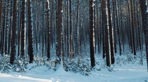 Превью обои лес, снег, сосны, деревья, хвоя, зима