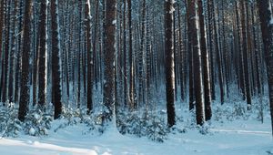 Превью обои лес, снег, сосны, деревья, хвоя, зима