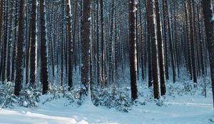 Превью обои лес, снег, сосны, деревья, хвоя, зима