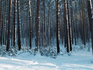 Превью обои лес, снег, сосны, деревья, хвоя, зима