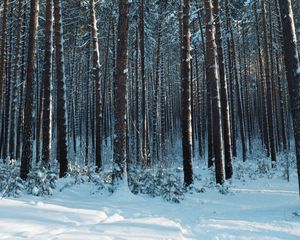 Превью обои лес, снег, сосны, деревья, хвоя, зима