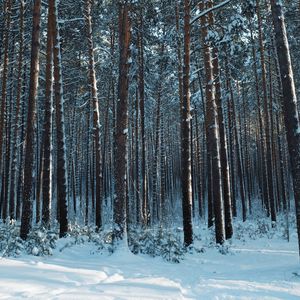 Превью обои лес, снег, сосны, деревья, хвоя, зима