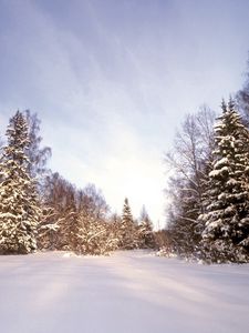 Превью обои лес, снег, сугробы, деревья