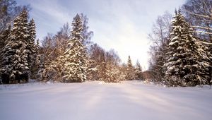 Превью обои лес, снег, сугробы, деревья