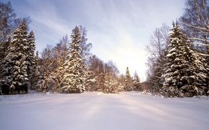 Превью обои лес, снег, сугробы, деревья