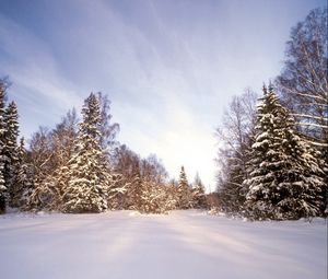 Превью обои лес, снег, сугробы, деревья