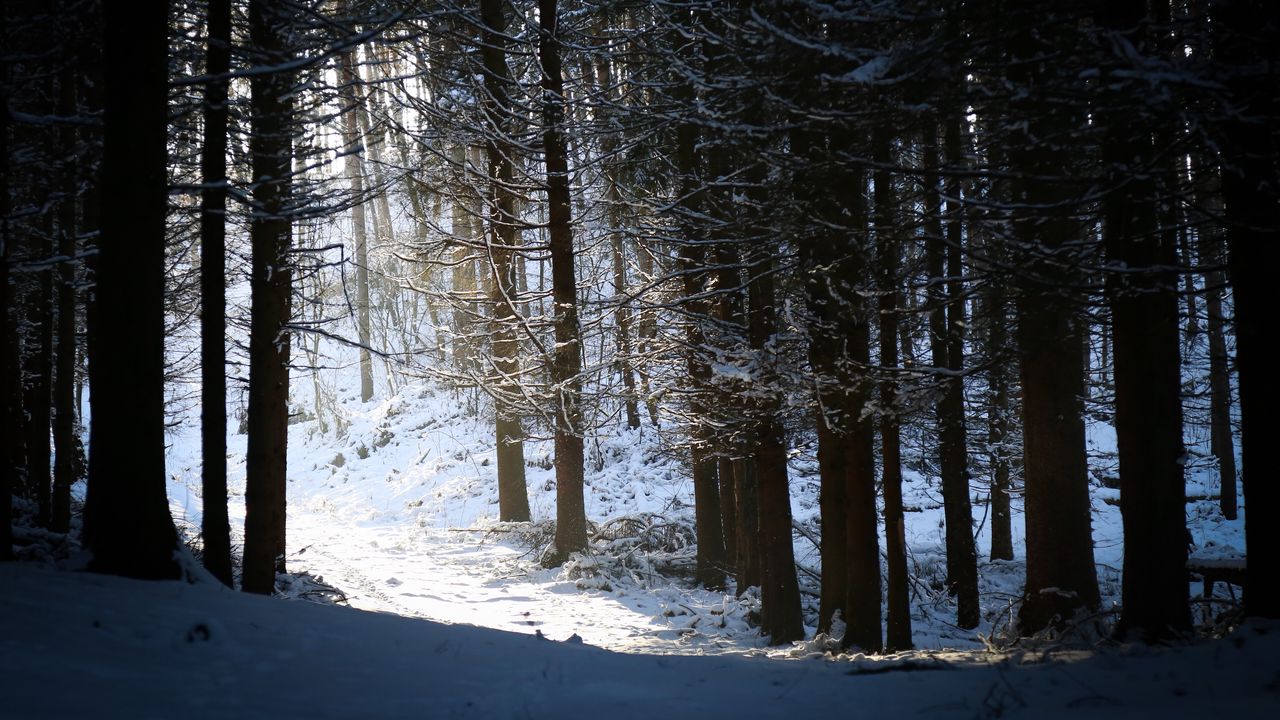 Обои лес, снег, тень, сумерки, зима
