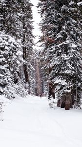 Превью обои лес, снег, тропинка, человек, зима