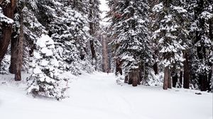 Превью обои лес, снег, тропинка, человек, зима