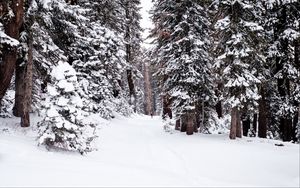 Превью обои лес, снег, тропинка, человек, зима