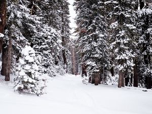 Превью обои лес, снег, тропинка, человек, зима