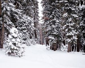 Превью обои лес, снег, тропинка, человек, зима