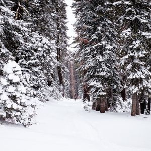 Превью обои лес, снег, тропинка, человек, зима