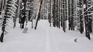 Превью обои лес, снег, тропинка, дорога