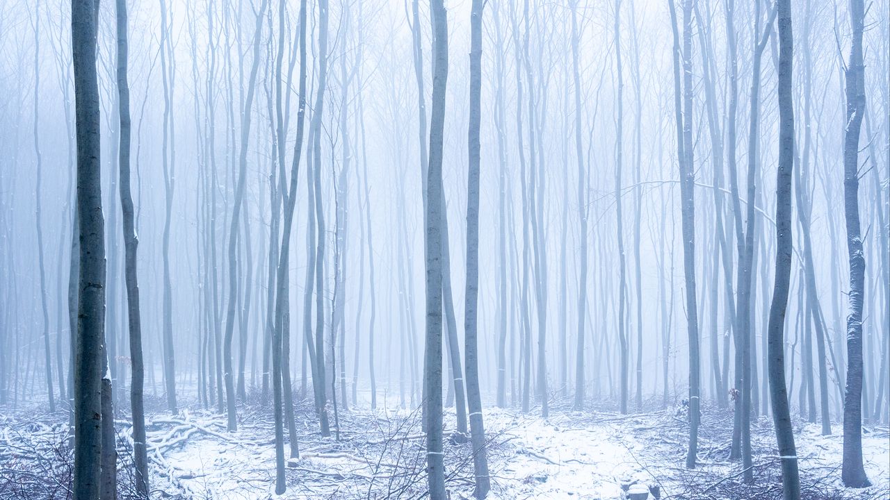 Обои лес, снег, туман, деревья, зима