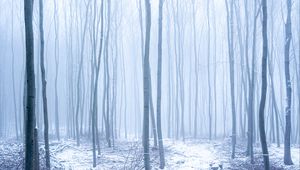 Превью обои лес, снег, туман, деревья, зима