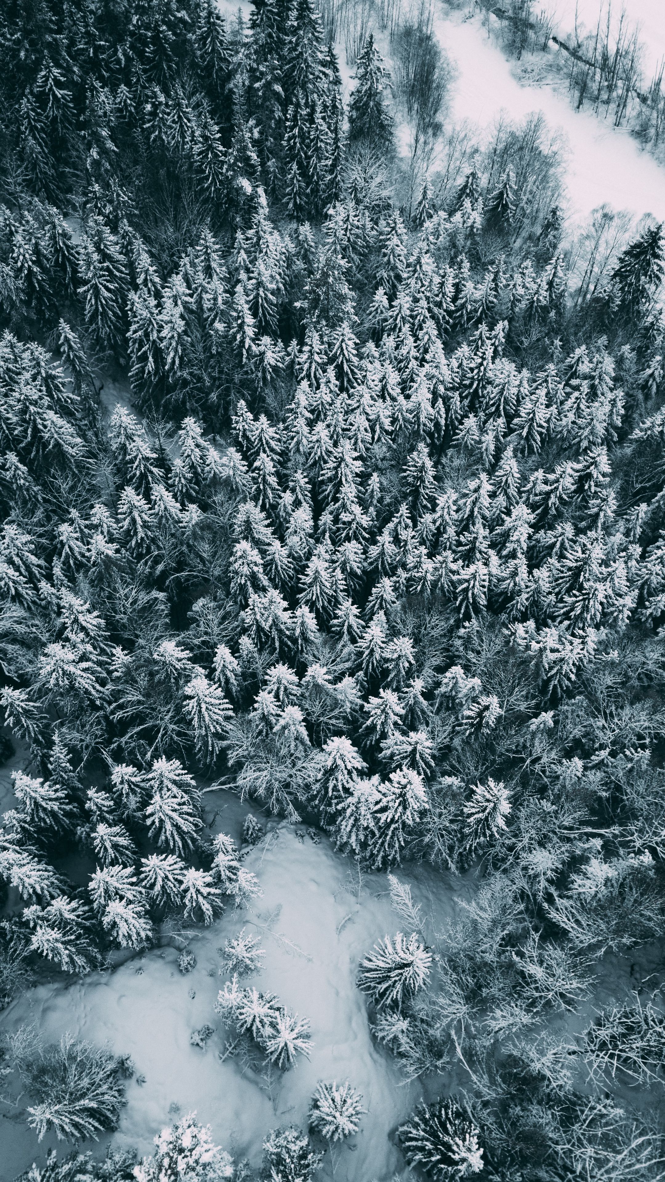Лес в снегу