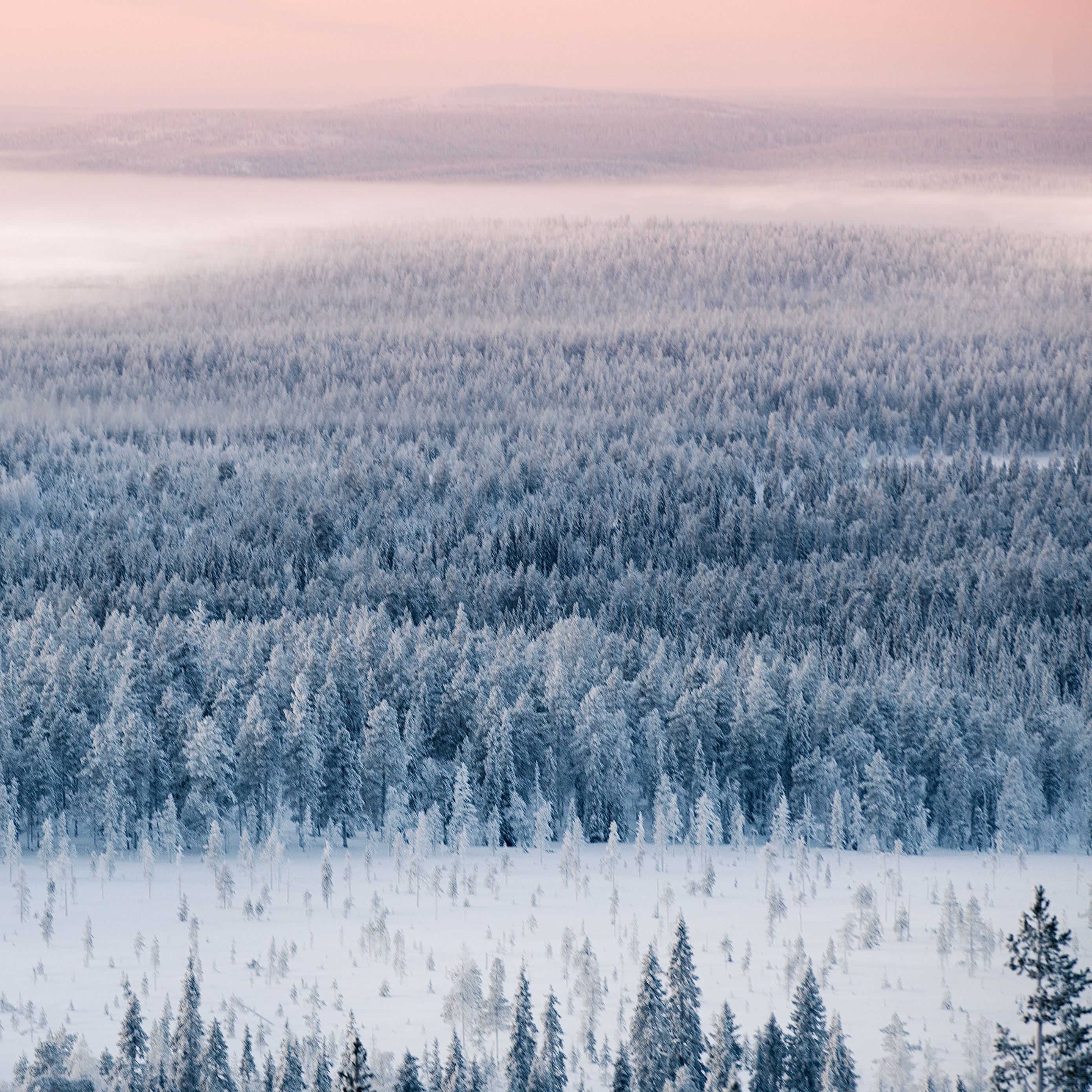 Winter view. Обои на iphone 8 Plus высокого качества лес снег. Обои на айфон 8 снежок.
