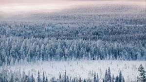 Превью обои лес, снег, вид сверху, зима