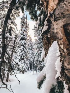Превью обои лес, снег, зима, деревья, хвойный
