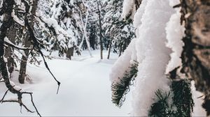 Превью обои лес, снег, зима, деревья, хвойный