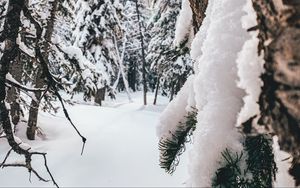 Превью обои лес, снег, зима, деревья, хвойный