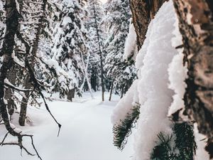 Превью обои лес, снег, зима, деревья, хвойный