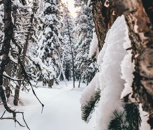 Превью обои лес, снег, зима, деревья, хвойный