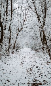 Превью обои лес, снег, зима, дорожка, деревья