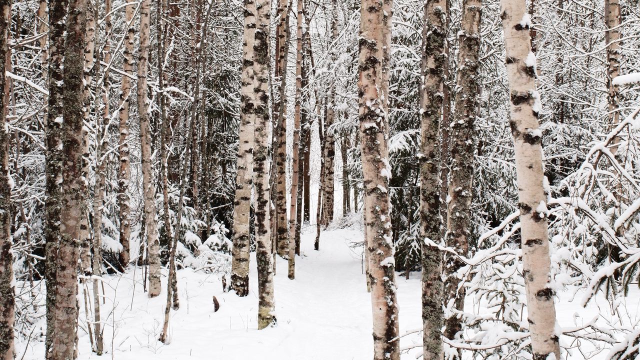 Обои лес, снег, зима, березы, деревья