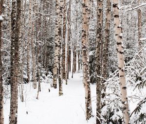 Превью обои лес, снег, зима, березы, деревья