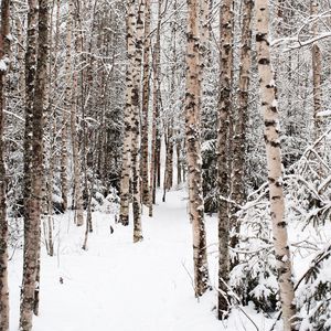 Превью обои лес, снег, зима, березы, деревья