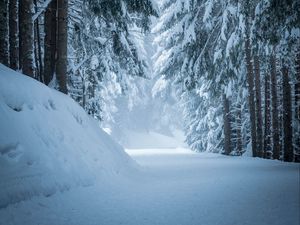 Превью обои лес, снег, зима, сосны, деревья