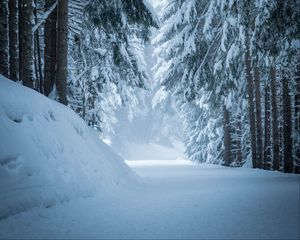 Превью обои лес, снег, зима, сосны, деревья