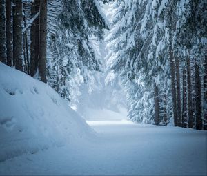 Превью обои лес, снег, зима, сосны, деревья