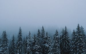 Превью обои лес, снег, зима, елки, деревья