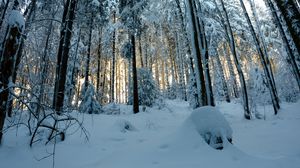 Превью обои лес, снег, зима, сосны, деревья, заснеженный