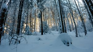 Превью обои лес, снег, зима, сосны, деревья, заснеженный