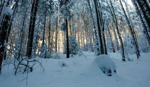 Превью обои лес, снег, зима, сосны, деревья, заснеженный