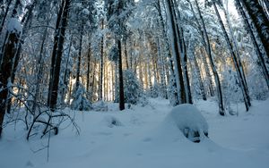 Превью обои лес, снег, зима, сосны, деревья, заснеженный