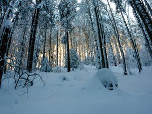 Превью обои лес, снег, зима, сосны, деревья, заснеженный