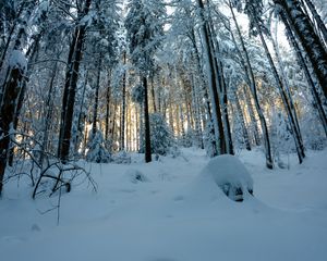 Превью обои лес, снег, зима, сосны, деревья, заснеженный