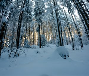 Превью обои лес, снег, зима, сосны, деревья, заснеженный