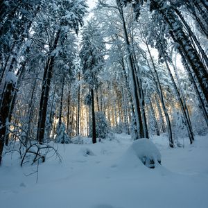 Превью обои лес, снег, зима, сосны, деревья, заснеженный