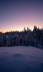 Превью обои лес, снег, зима, елки, деревья, сумерки