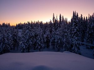 Превью обои лес, снег, зима, елки, деревья, сумерки