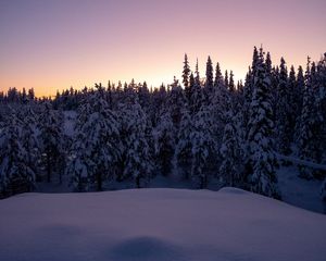 Превью обои лес, снег, зима, елки, деревья, сумерки