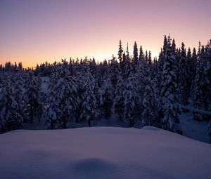 Превью обои лес, снег, зима, елки, деревья, сумерки