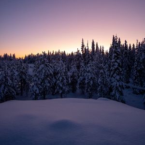 Превью обои лес, снег, зима, елки, деревья, сумерки