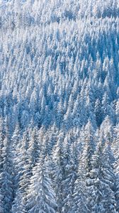 Превью обои лес, снег, зима, елки, природа, вид сверху